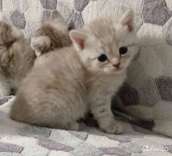 Шотландские котята