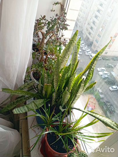 Комнатные цветы