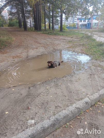 Кобель лабрадора вязка