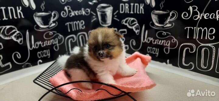 Щенки шпица