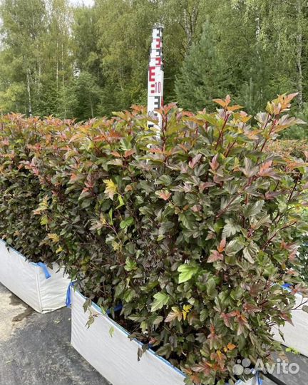 Блоки живой изгороди напрямую из питомника