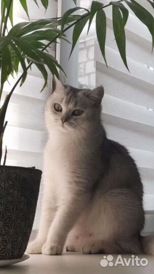 Британская шиншила