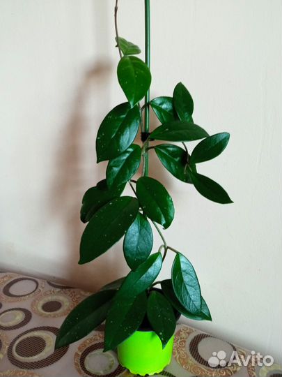 Хойя - восковой плющ