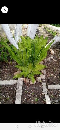 Ромашка, мускари, золотые шары