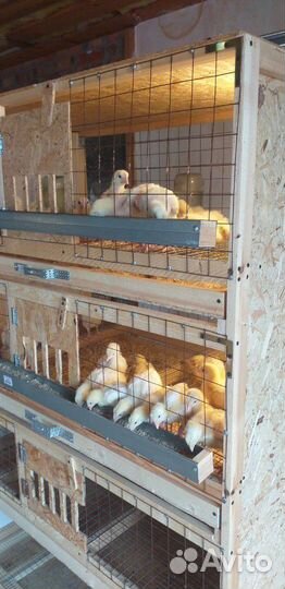 Клетка для бройлеров