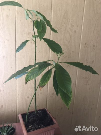 Авокадо растение