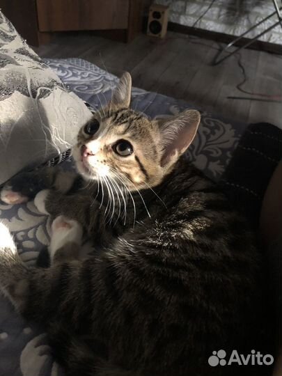 Кошечки тигровые