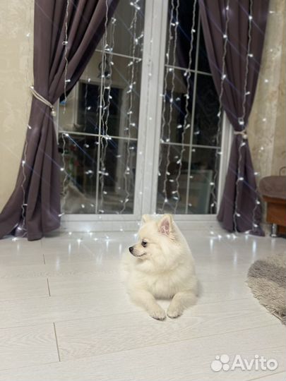 Вязка собак шпиц