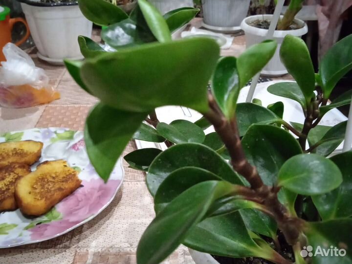 Цветы комнатные