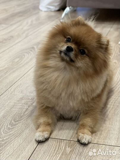 Мини шпиц вязка