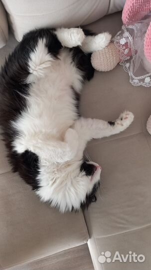 Кот