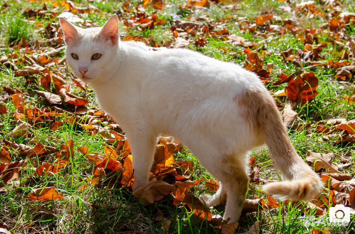 Молодой котик в добрые руки