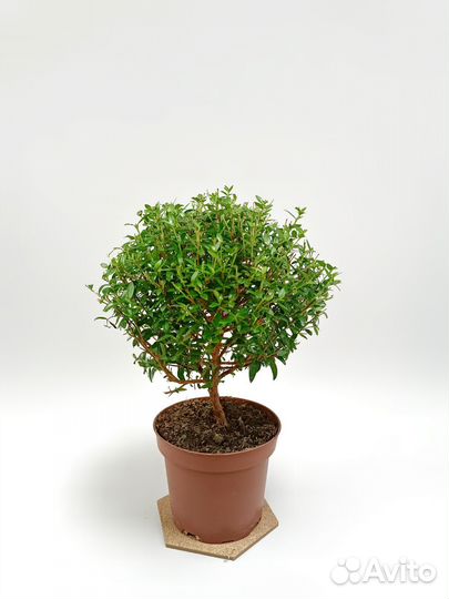 Мирт на штамбе