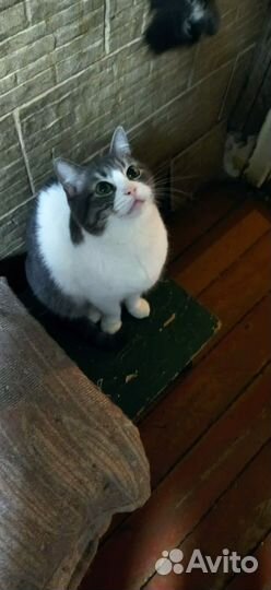 Кошка в дар бесплатно