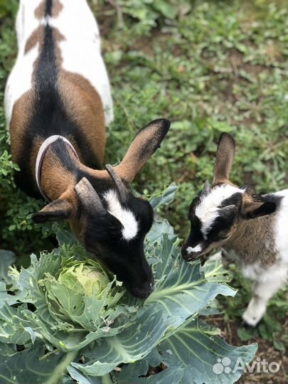 Дойная покрытая коза камерунская