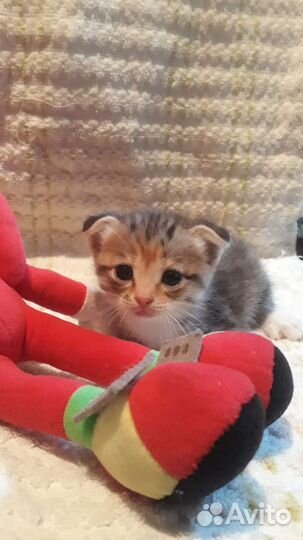 Вислоухие котята (метисы)