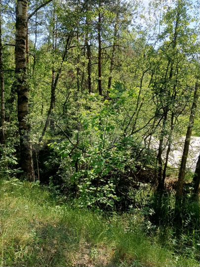 Участок 12 сот. (СНТ, ДНП)