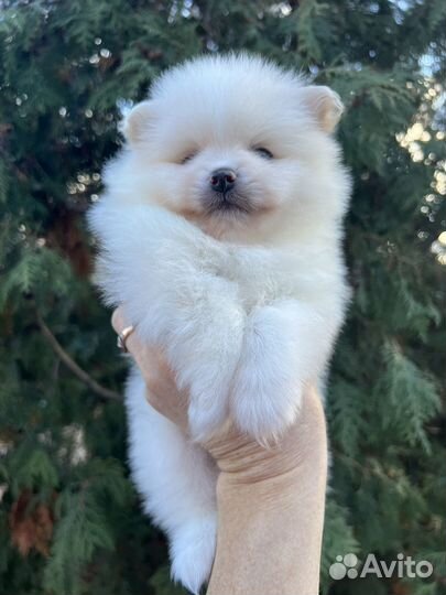 Шпиц мальчик