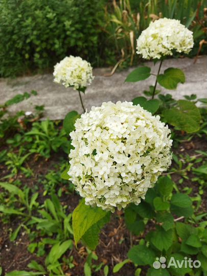 Гортензия древовидная