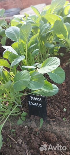 Рассада ранней капусты и для хранения