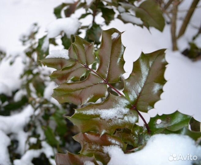 Вечнозелёный кустарник. Магония подуболистная