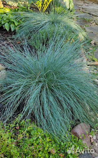 Гортензия метельчатая