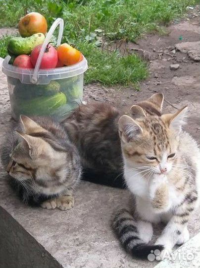 Котята в добрые руки