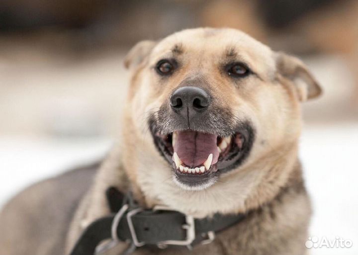 Ириска в добрые руки