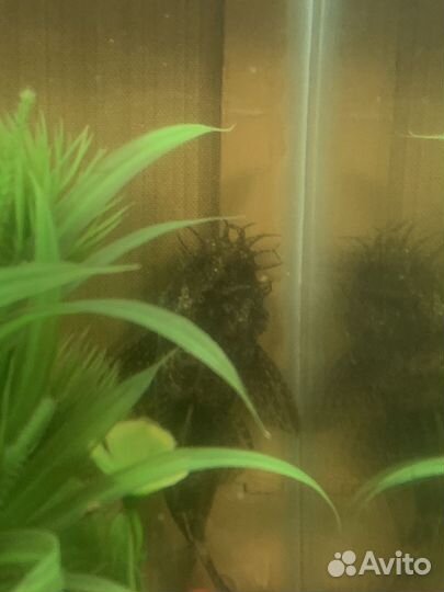 Аквариумное рыбки