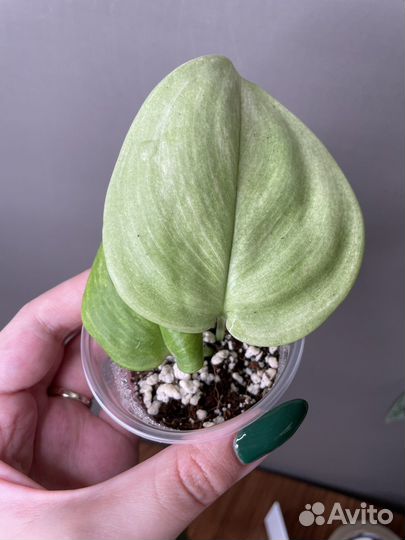 Сциндапсусы