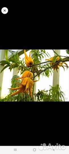 Цитрусы (саженцы)