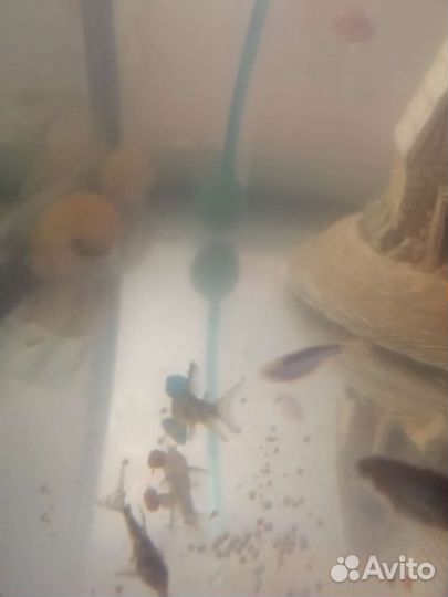 Крапчатые сомики вуалевые, данио гло, аквариумы