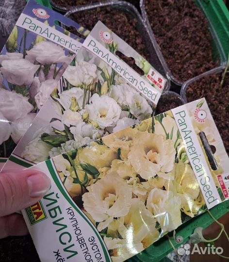 Эустома рассада