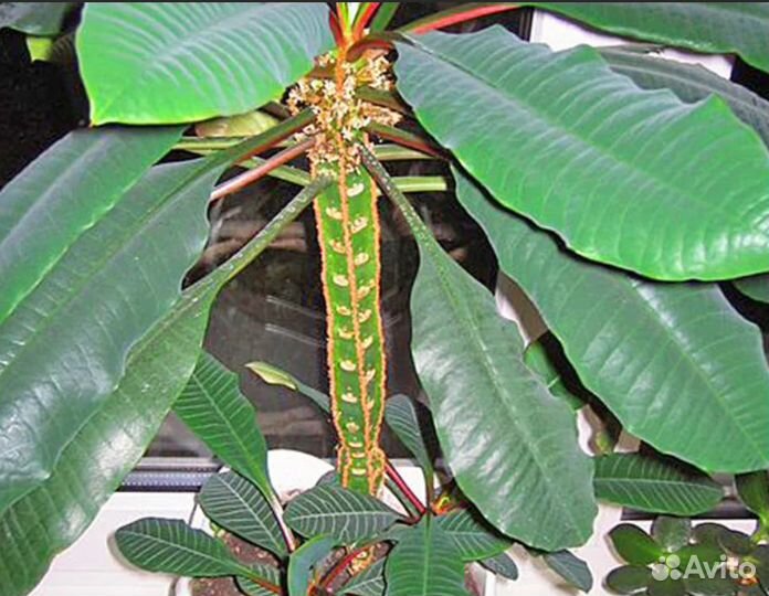 Комнатное растение молочай Пальма