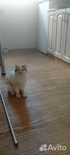 Кошка в дар