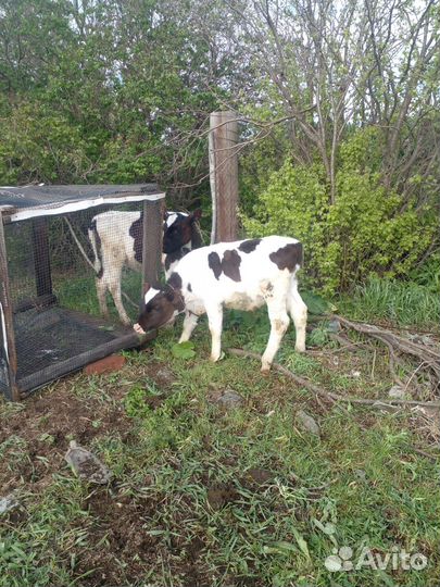 Продам телят