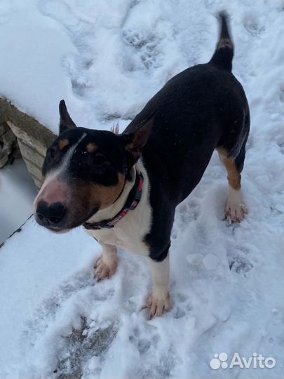 Минибультерьер