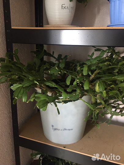 Декабрист целый цветок