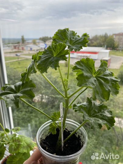 Пеларгония герань