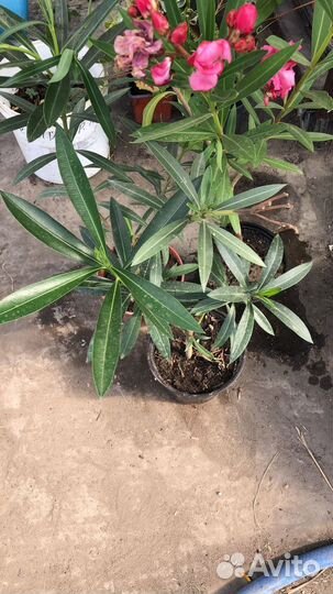 Цветок олеандр компатный розовый