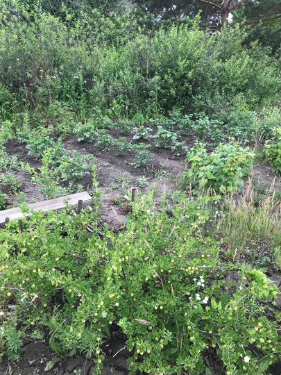 Участок 6 сот. (СНТ, ДНП)