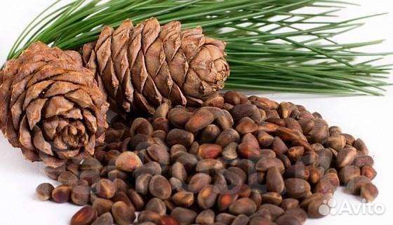 Кедровый орех