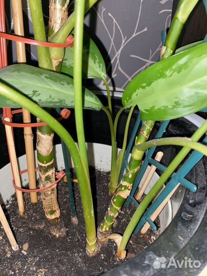 Аглаонема Сильвер