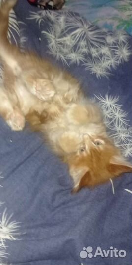 Котята мейн-кун