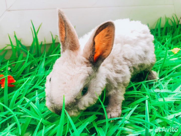 Мини карликовый кролик - рекс плюшевый
