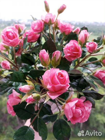 Букет цветов