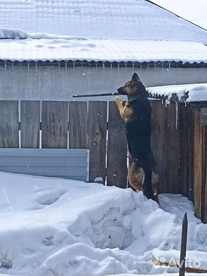 Немецкая овчарка