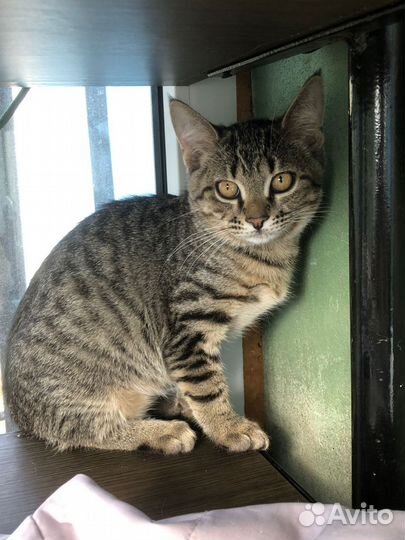 Котенок в добрые руки