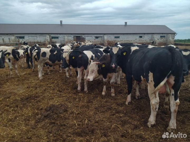 Быки на продажу