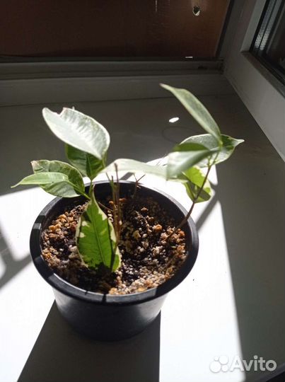 Фикус бенджамина